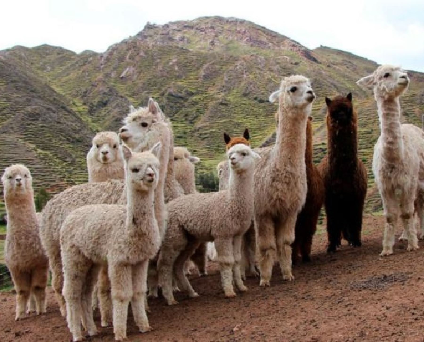 FIJAN CUOTAS DE EXPORTACIÓN DE ALPACAS Y LLAMAS CORRESPONDIENTES AL AÑO 2023